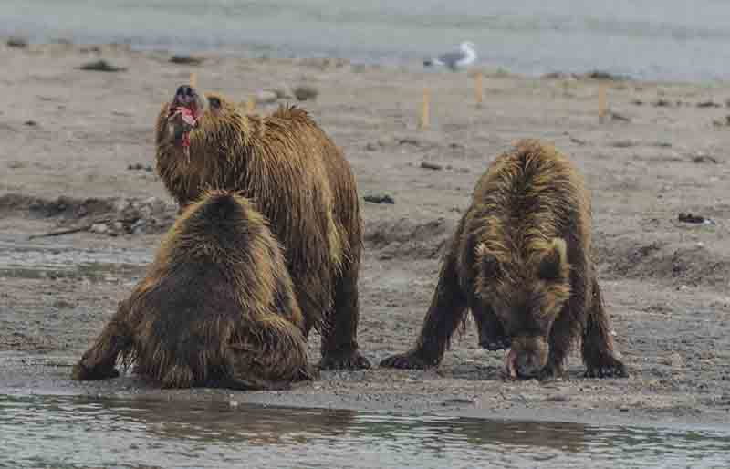 20 - Osa y familia - Kamchatka - Rusia